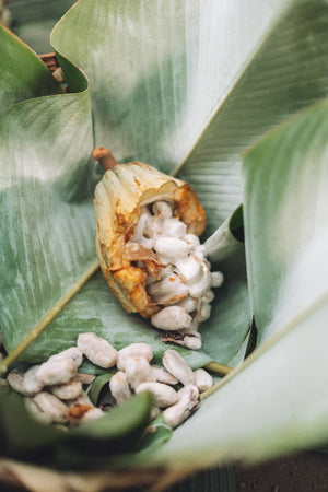 Guatemalan Cacao Adventure Retreat