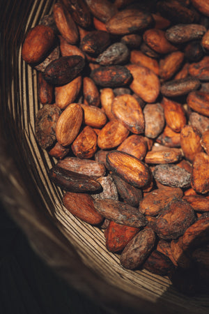 Florida Cacao Ceremony & Sweat Lodge (Inípi) | March 7, 2026