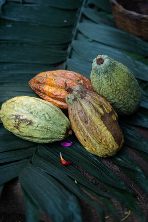 Guatemalan Cacao Adventure Retreat