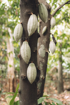 Guatemalan Cacao Adventure Retreat