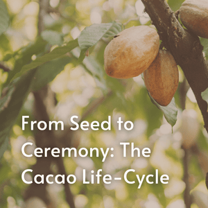 A Course in Cacao: The Art of Ceremony - Live Online March 15 - April 12th, 2026