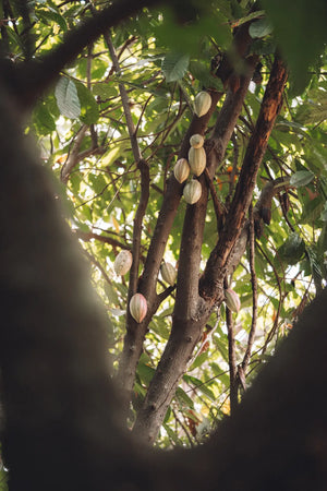 Guatemalan Cacao Adventure Retreat