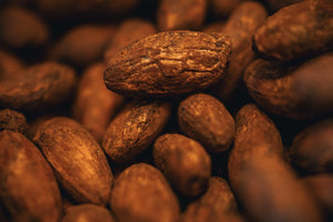 Single fire-roasted cacao bean resting on a pile of beans