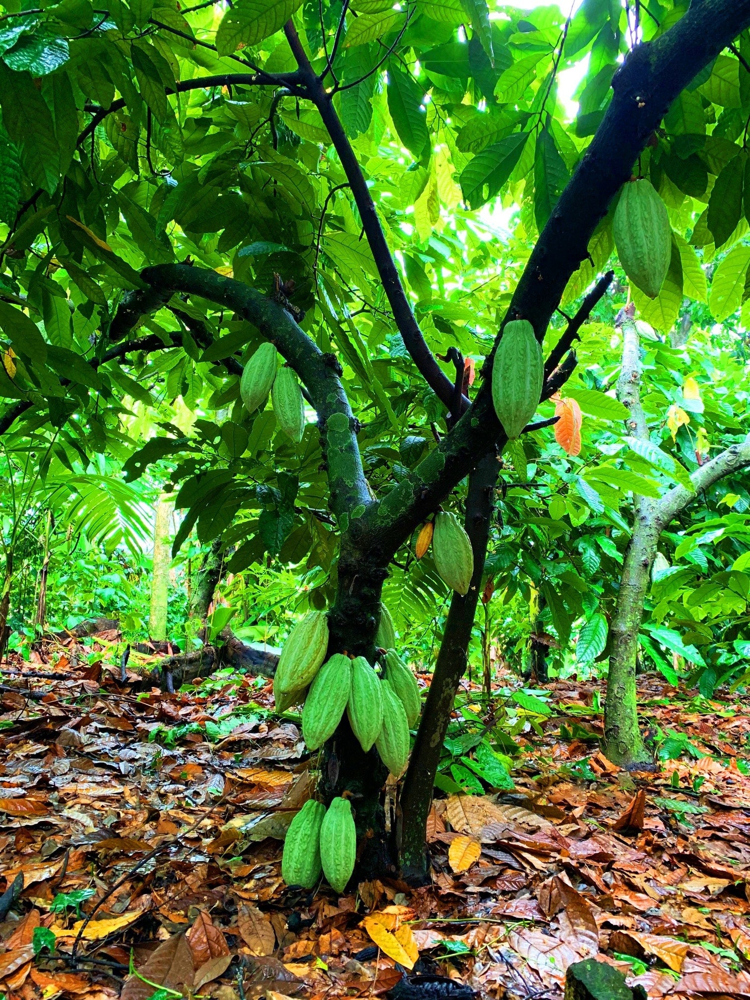 Ceremonial Cacao | 100% Pure, Ceremonial-Grade Guatemalan Cacao Paste