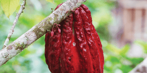 Cacaositas ~ Nibs of Holy Wow!