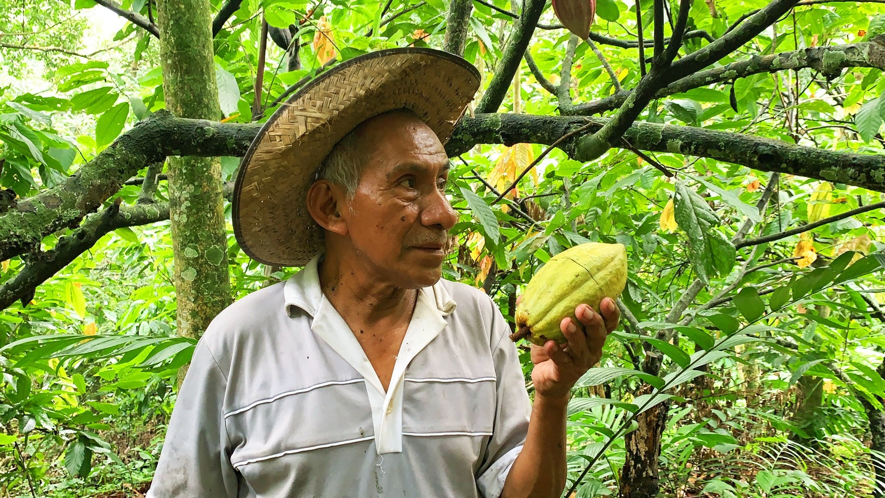 Ceremonial Cacao | 100% Pure, Ceremonial-Grade Guatemalan Cacao Paste