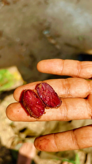 Guatemalan Cacao Adventure Retreat