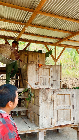 Guatemalan Cacao Adventure Retreat