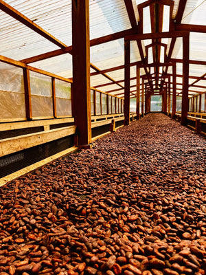 Guatemalan Cacao Adventure Retreat