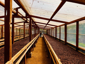 Guatemalan Cacao Adventure Retreat