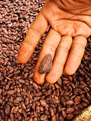 Guatemalan Cacao Adventure Retreat